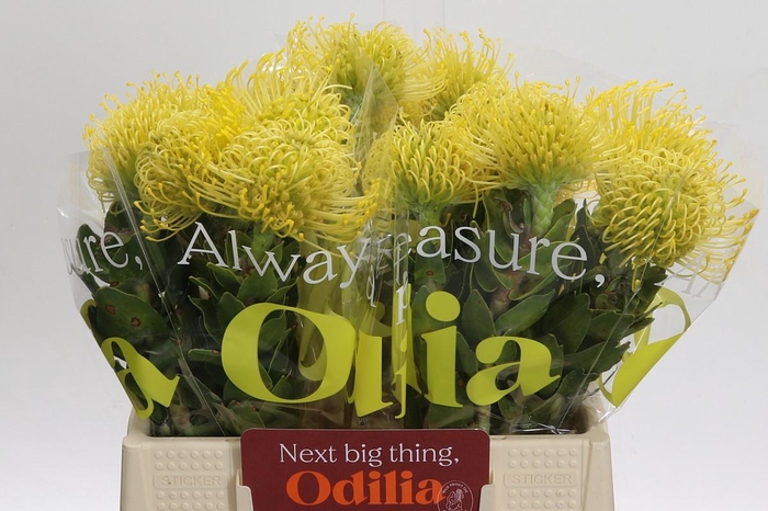 <h4>Nutans High Gold</h4>