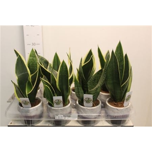 Sansev Trifascia Decopotten