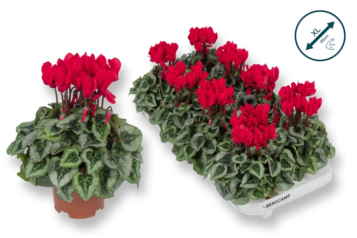 <h4>Cyclaam-XL-DAVINCY ROOD</h4>