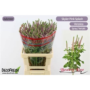 Veronica L Skyler Pink