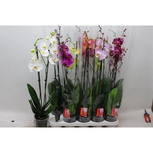 PHAL GEM 7 KL