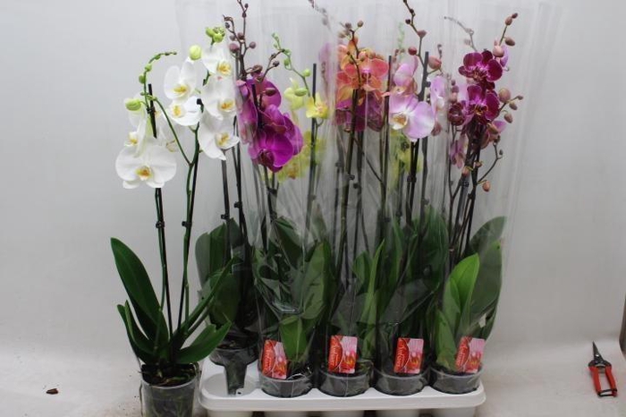 <h4>PHAL GEM 7 KL</h4>