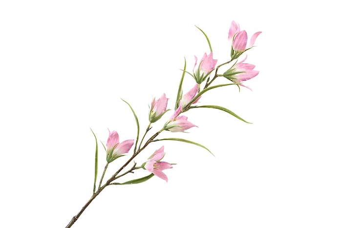 <h4>Campanula Pink</h4>