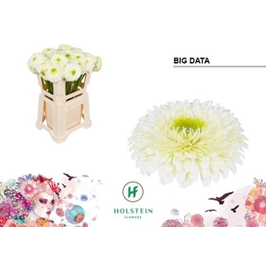 Gerbera Pomponi Big Data Water