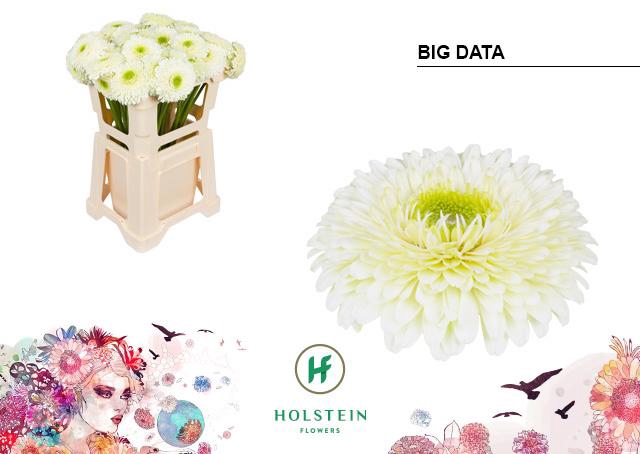 <h4>Gerbera Pomponi Big Data Water</h4>
