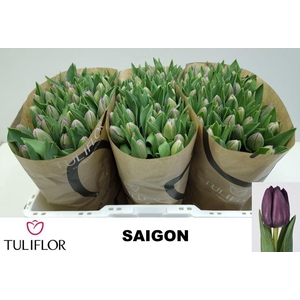 TU EN SAIGON