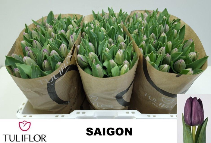 <h4>TU EN SAIGON</h4>