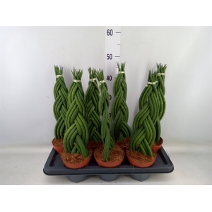 Sansevieria cyl.  ...