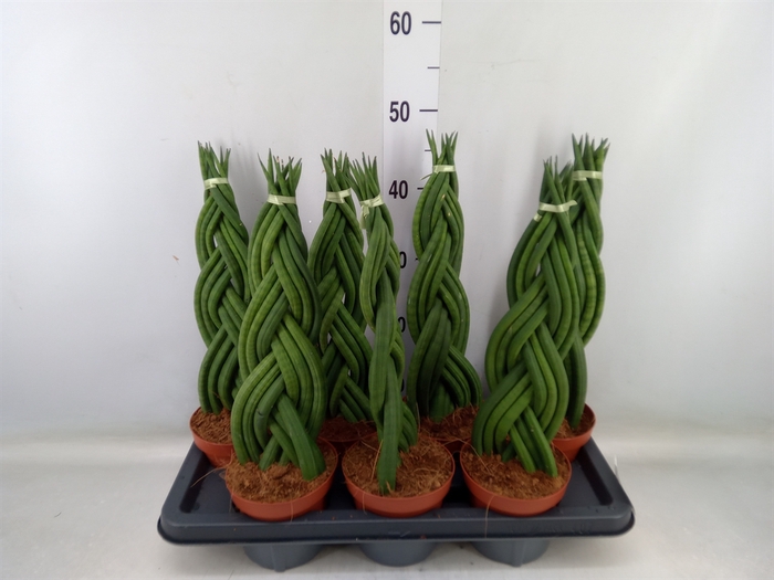 <h4>Sansevieria cyl.  ...</h4>