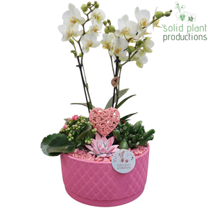 Opm Sp PE004 Stella Pink VM