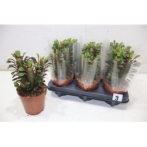 arr8 Euphor Trig Rubra