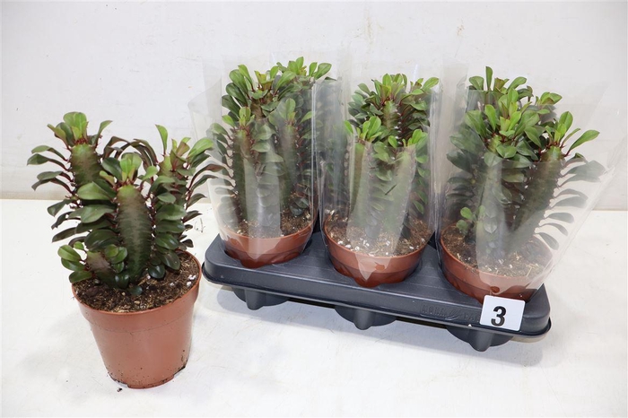 <h4>arr8 Euphor Trig Rubra</h4>