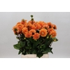 Dahlia Sylvia