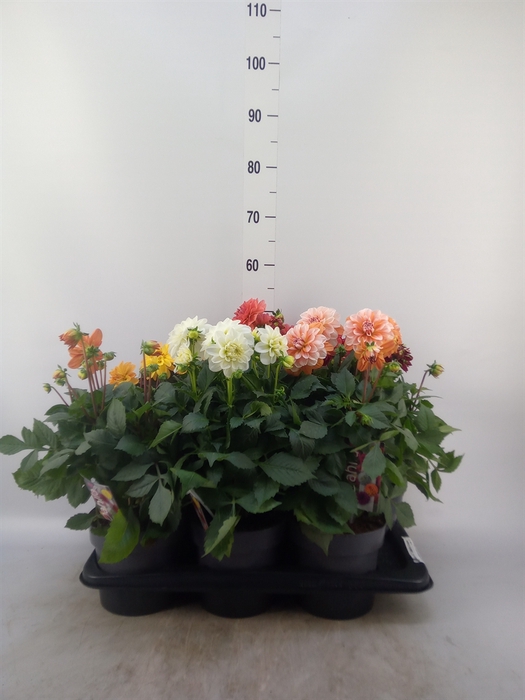 <h4>Dahlia DE 'Labella Grande'   ...mix</h4>