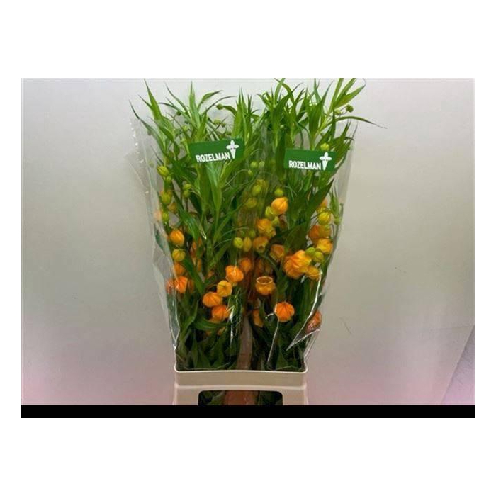 <h4>Sandersonia</h4>