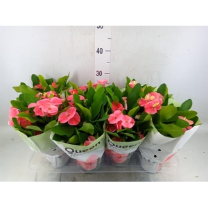 Euphorbia milii 'Charlotte'