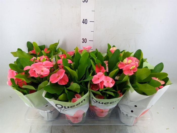 <h4>Euphorbia milii 'Charlotte'</h4>