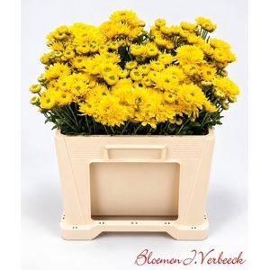 CHR T BLENDA YELLOW