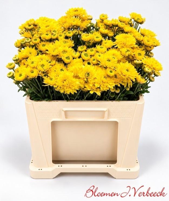 <h4>CHR T BLENDA YELLOW</h4>
