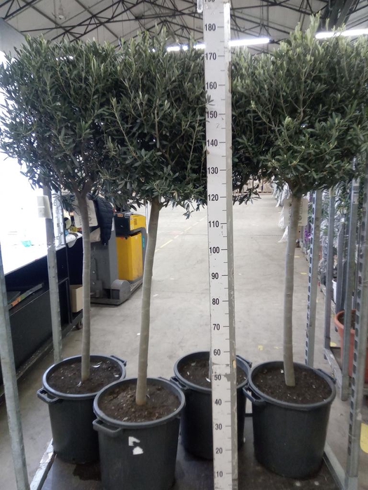 <h4>Olea europaea</h4>