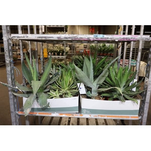 Agave Ov Mixbox