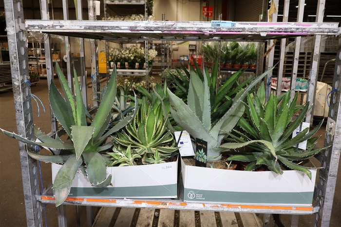 Agave Ov Mixbox