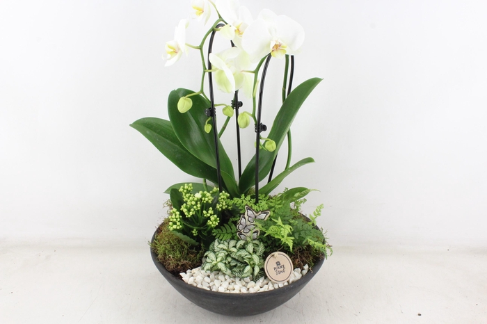 <h4>arr2 PL - Ebbischaal x1 cascade wit</h4>