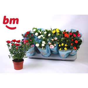 RO B MONDE GEM 7 SRT