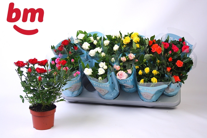 <h4>RO B MONDE GEM 7 SRT</h4>