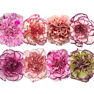 DIAN.ST. Bicolor La Union