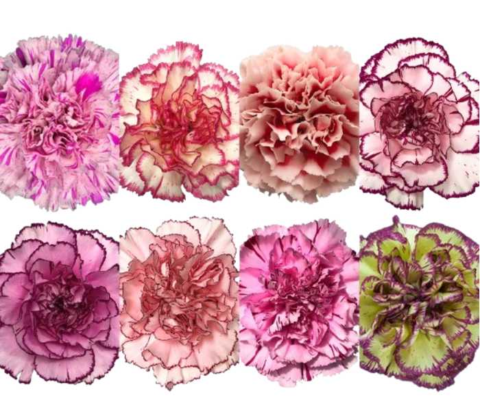 <h4>DIAN.ST. Bicolor La Union</h4>