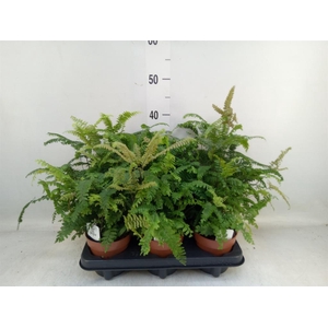 Adiantum tenerum 'Scutum Roseum'