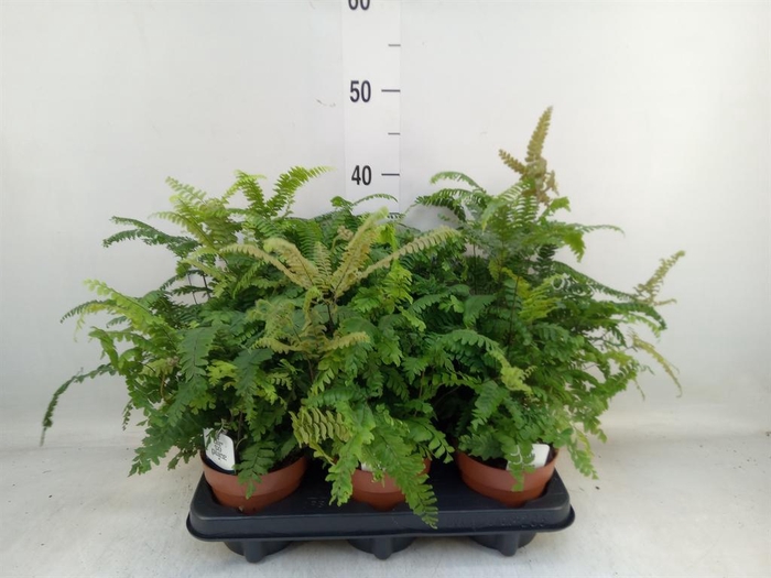 <h4>Adiantum tenerum 'Scutum Roseum'</h4>