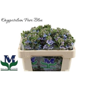 Oxypetal Tan Pur Blu