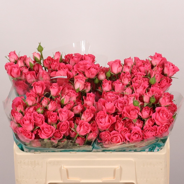 <h4>R TR TWINKLE BRIDE</h4>