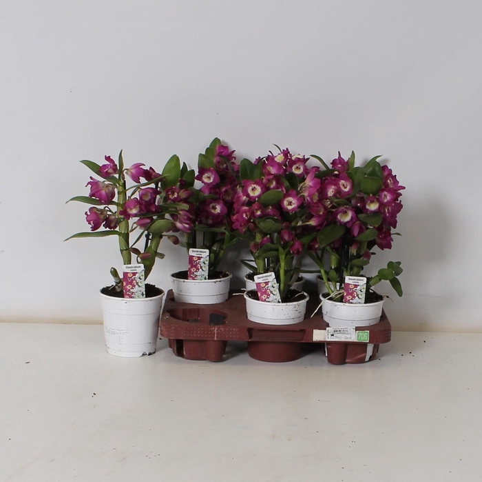 <h4>DEND NOBILE</h4>