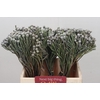 Kaaps Groen Silver Brunia