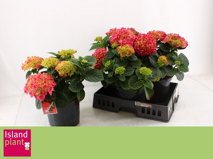 <h4>HYDR M S BAUTZNERIN</h4>