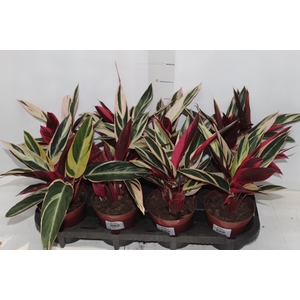 CALATHEA TRIALSTAR P12