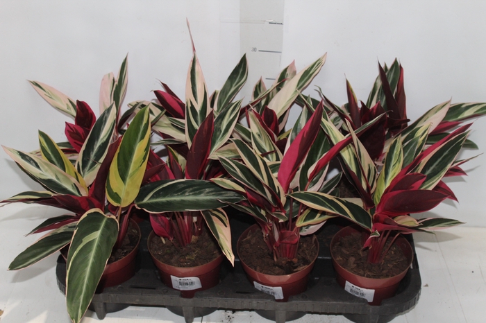 <h4>CALATHEA TRIALSTAR P12</h4>