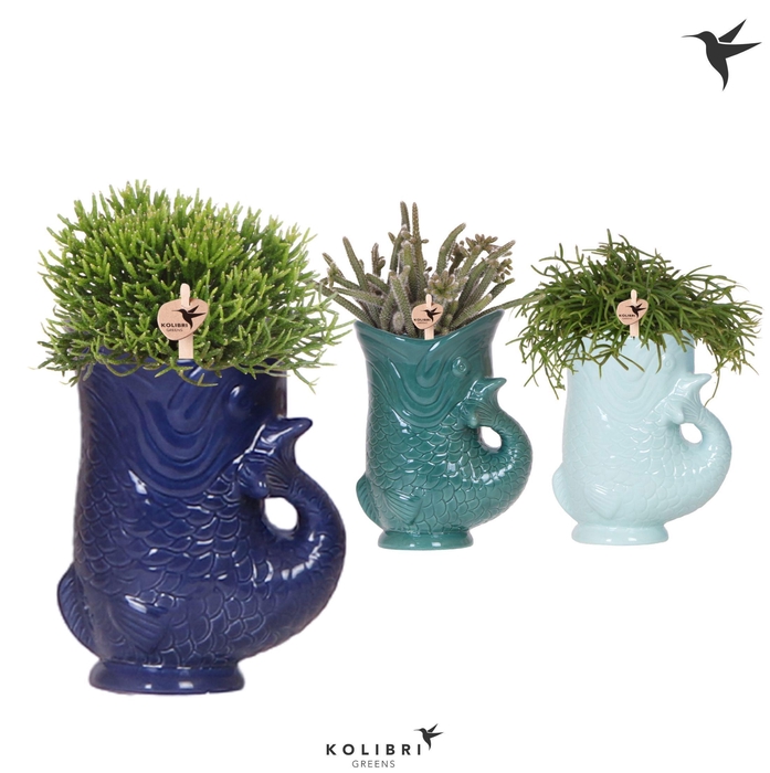 <h4>Kolibri Greens Rhipsalis mix in Fish pot blue mix</h4>