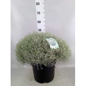 Leucophyta brownii 'Silvercalos'