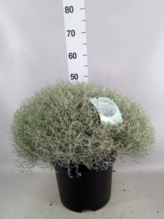 <h4>Leucophyta brownii 'Silvercalos'</h4>