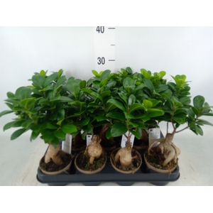 Ficus microcarpa 'Ginseng'