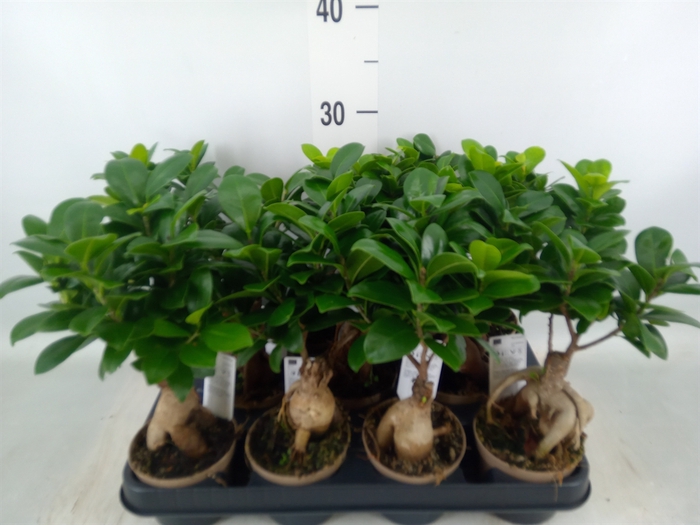 <h4>Ficus microcarpa 'Ginseng'</h4>