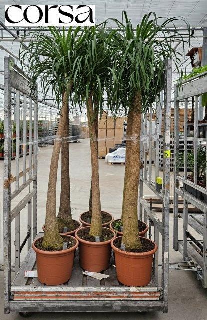 <h4>BEAUCARNEA RECUR</h4>