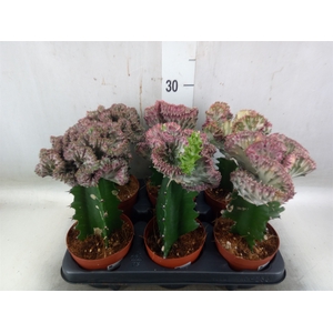 Euphorbia lactea