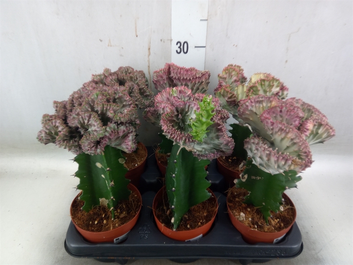 <h4>Euphorbia lactea</h4>