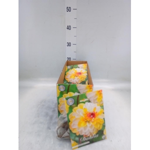 Dahlia   ...flowerbulbs