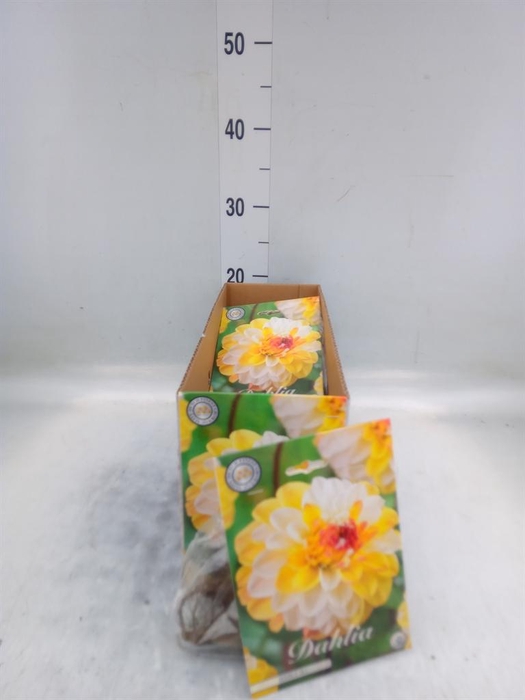 <h4>Dahlia   ...flowerbulbs</h4>